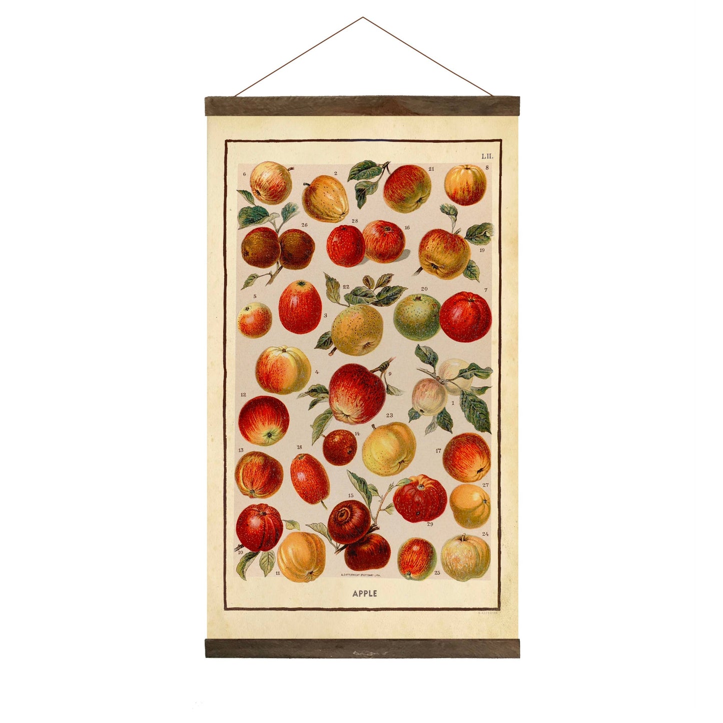 Vintage Apple Chart, w/ Frame