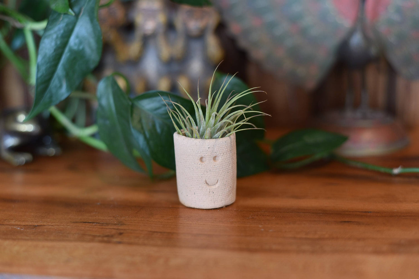 Air Plant Little Buddies - Smiles