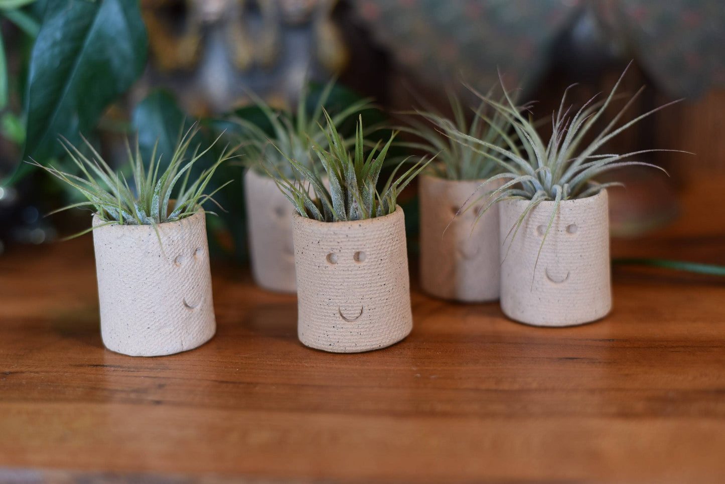 Air Plant Little Buddies - Smiles