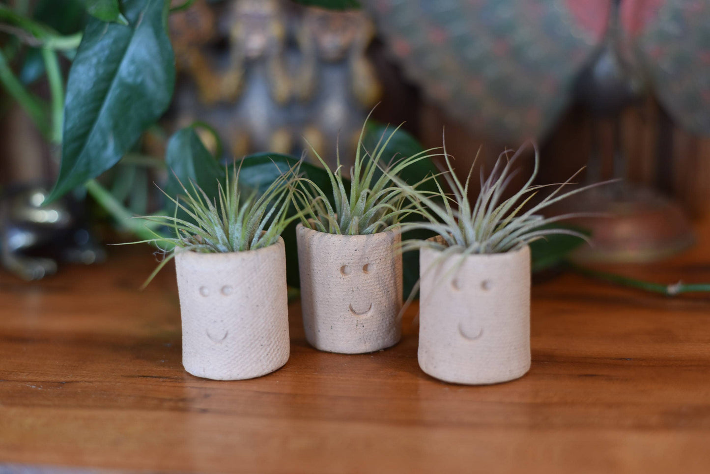 Air Plant Little Buddies - Smiles