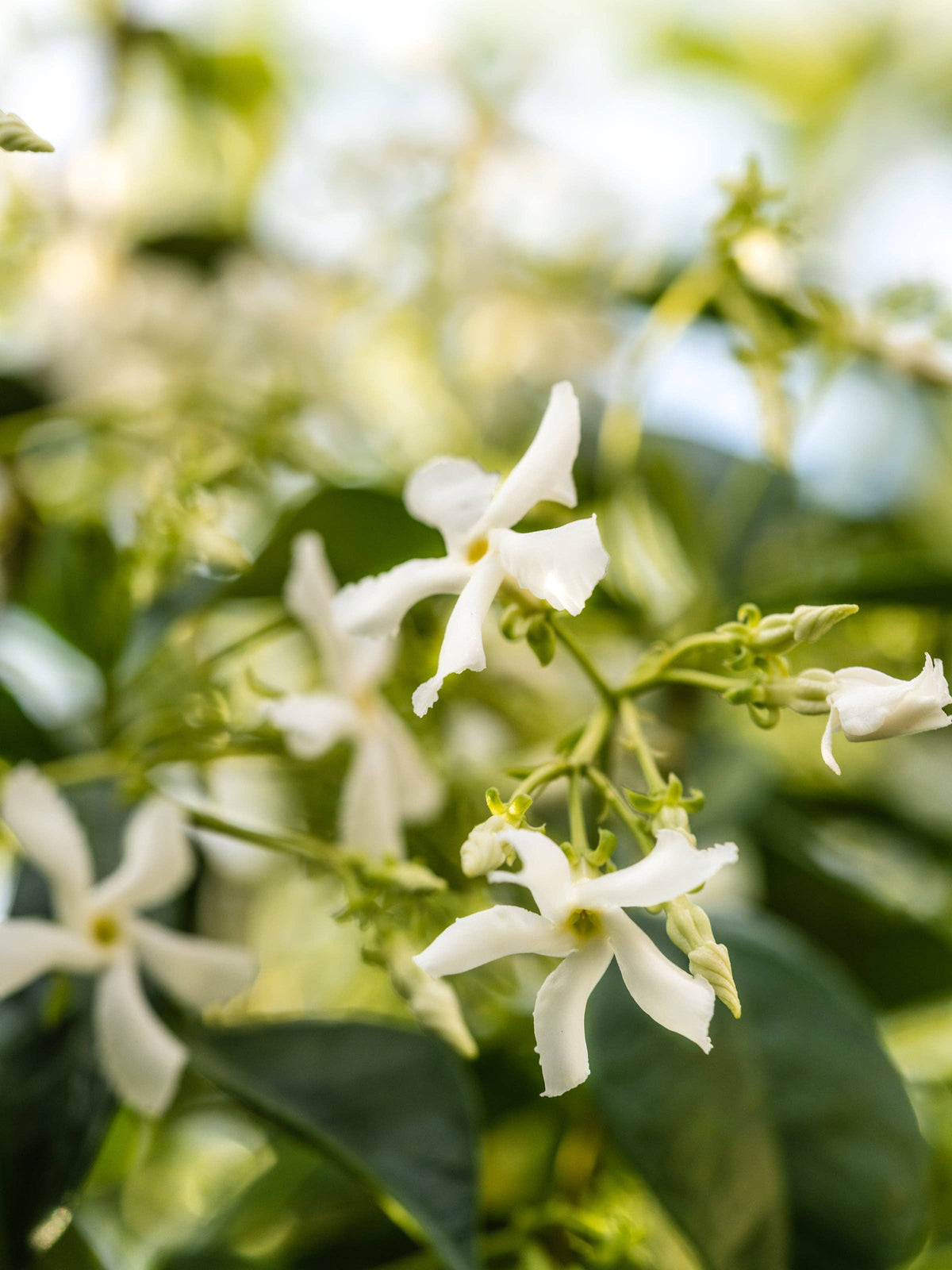 Jasmine Honeysuckle - Pura Home Diffuser Scent Refill